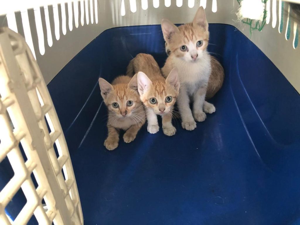 Mãe e filhotes resgatados